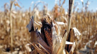Cultivos de maíz dañados por la sequía.
Foto D1: Cortesía